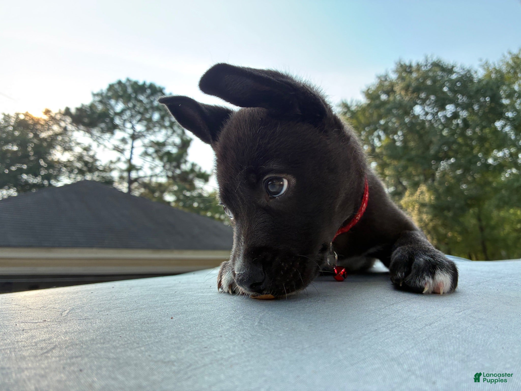 Pitsky dogs Little Red “Red” - Ad 5