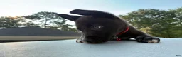 Pitsky dogs for sale: Little Red “Red” - Ad 1