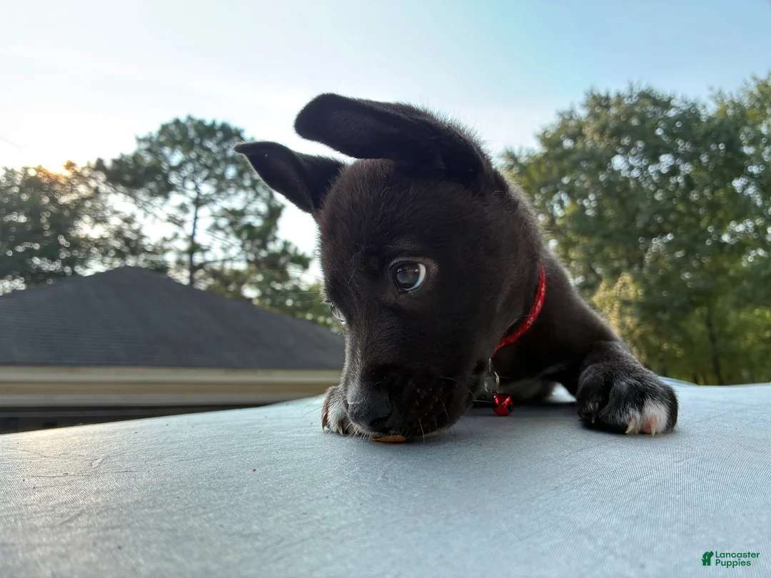 Pitsky dogs for sale: Little Red “Red” - Ad 1