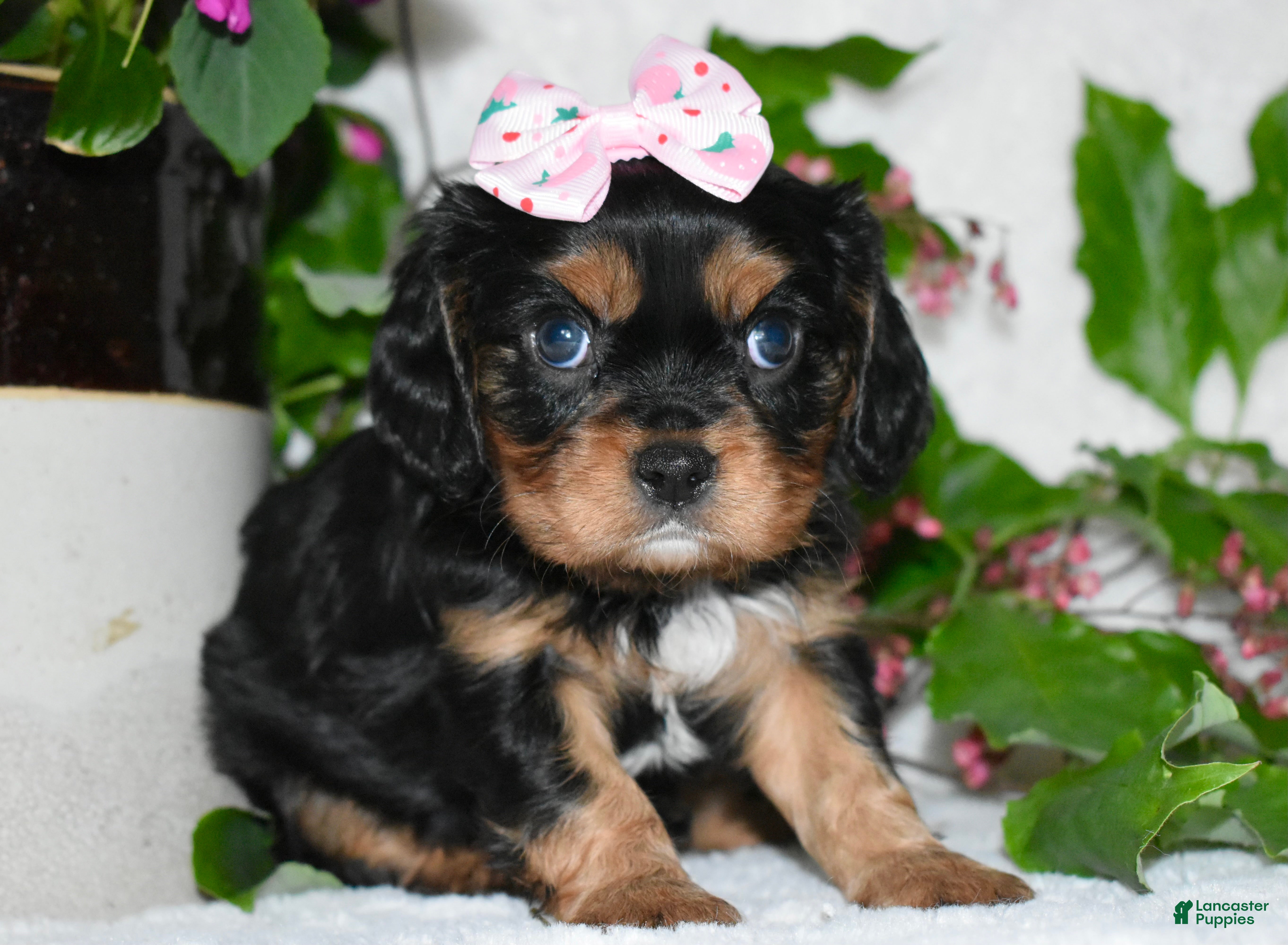 Cavalier King Charles Spaniel dogs Cavalier King Charles Spaniel 3 - Ad 16