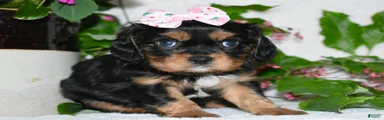 Cavalier King Charles Spaniel 3