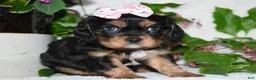 Cavalier King Charles Spaniel dogs for sale: Cavalier King Charles Spaniel 3 - Ad 1