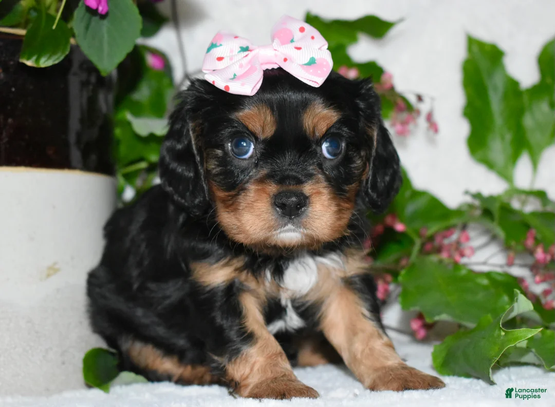 Cavalier King Charles Spaniel dogs for sale: Cavalier King Charles Spaniel 3 - Ad 1