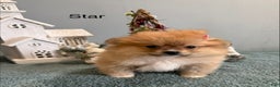 Pomeranian dogs for sale: Star - Ad 3