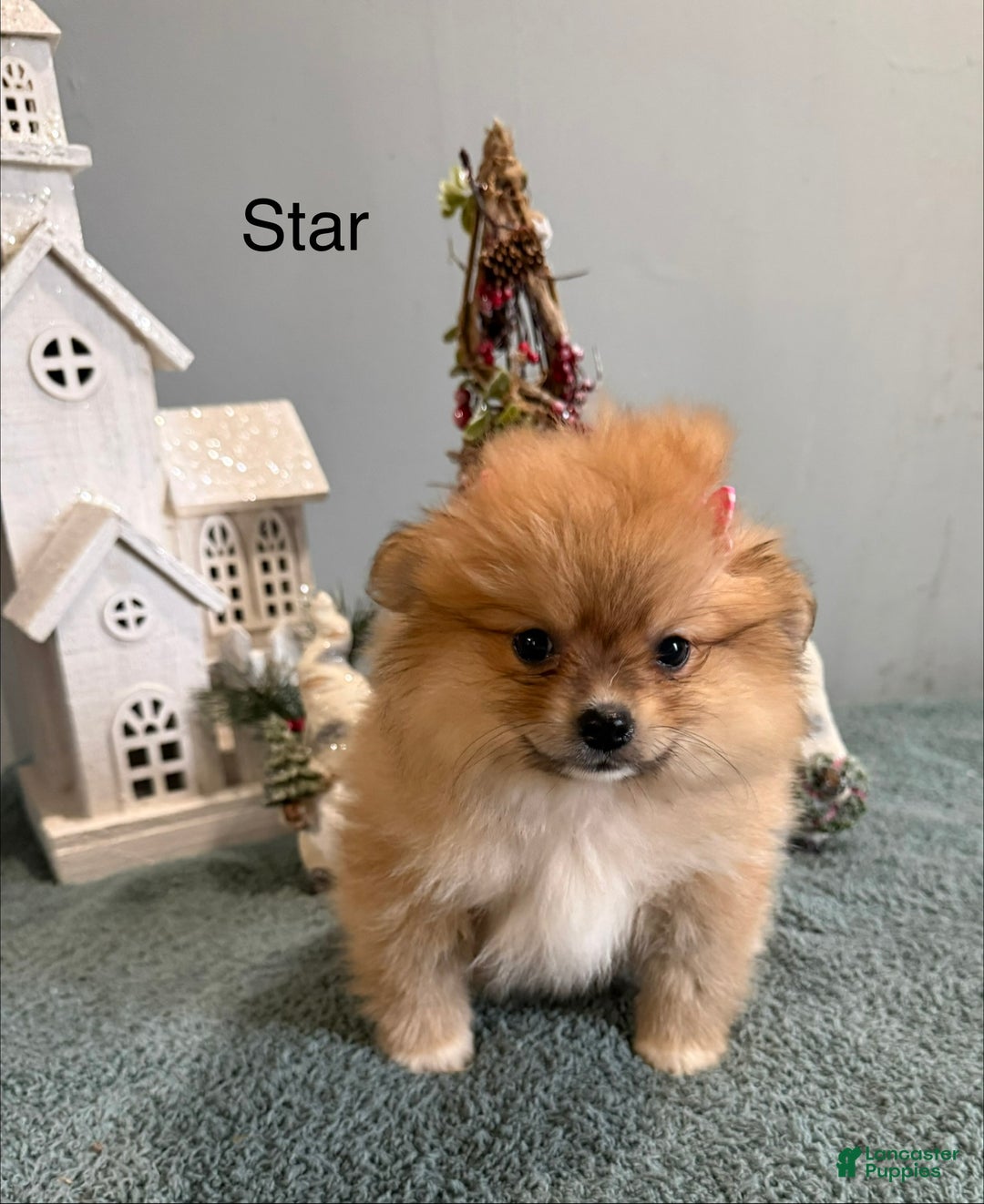 Pomeranian dogs for sale: Star - Ad 3