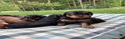 Mini Aussiedoodle dogs for sale: Sundae  - Ad 13