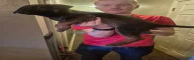 Pet 1