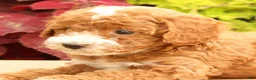 Miniature Poodle dogs for sale: Tessa - Ad 9
