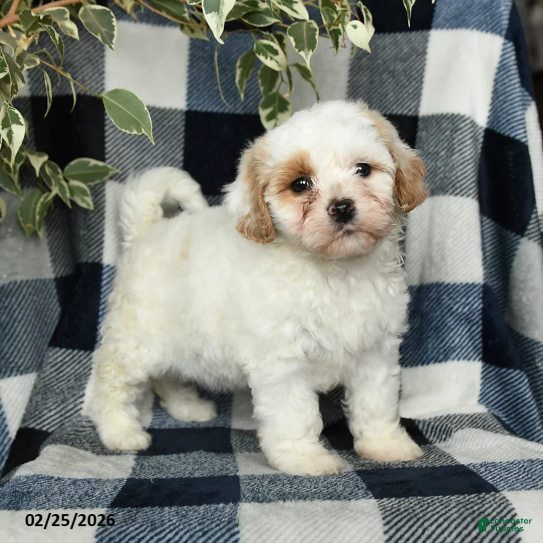 Mixed Breed dogs for sale: Daisy - Ad 3