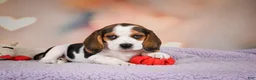 Beagle dogs for sale: OPAL - Ad 8