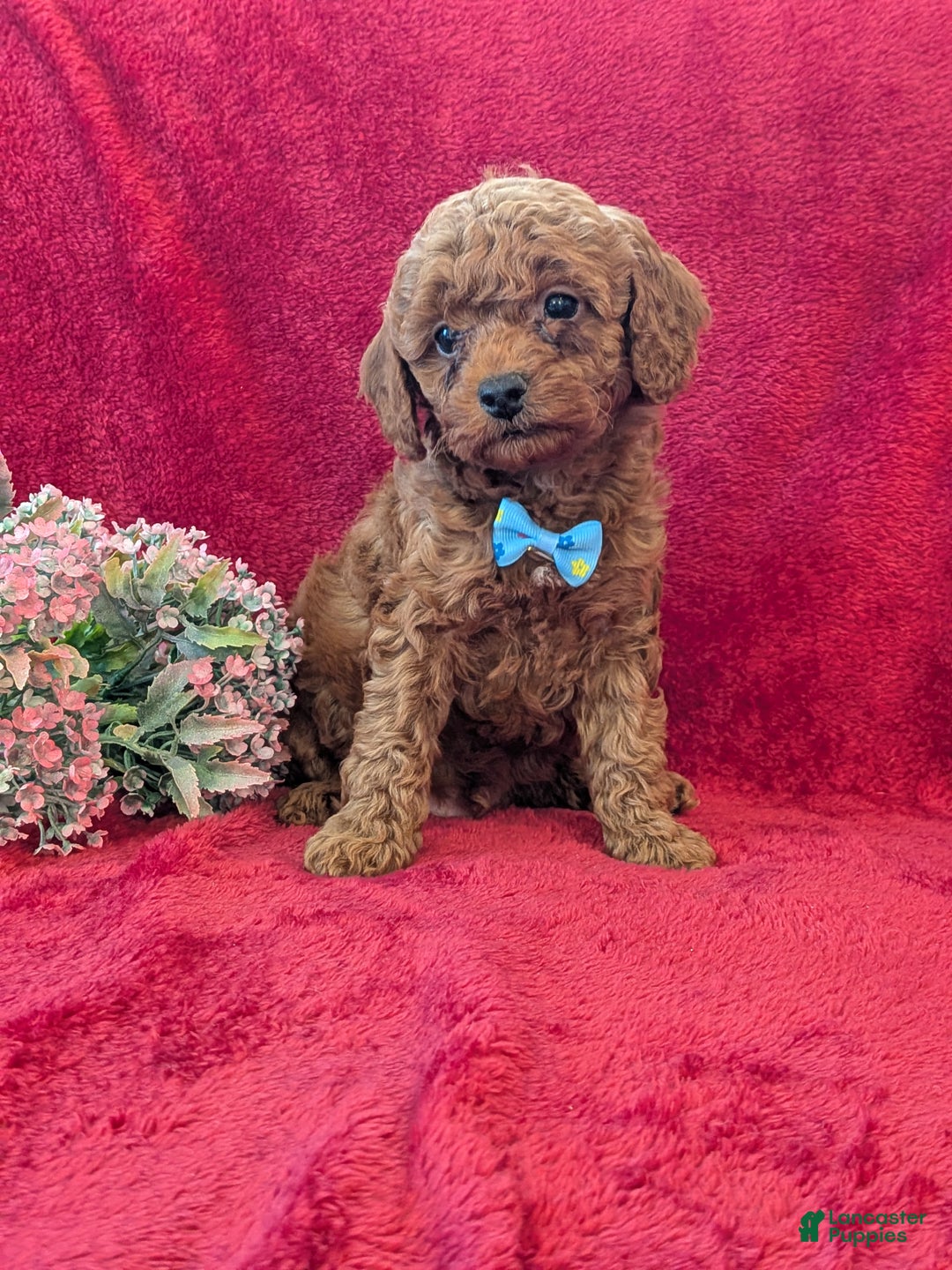 Miniature Poodle dogs for sale: Piper  - Ad 1