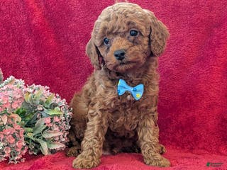 Miniature Poodle dogs Piper - Ad 29