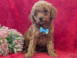 Miniature Poodle dogs Piper - Ad 14