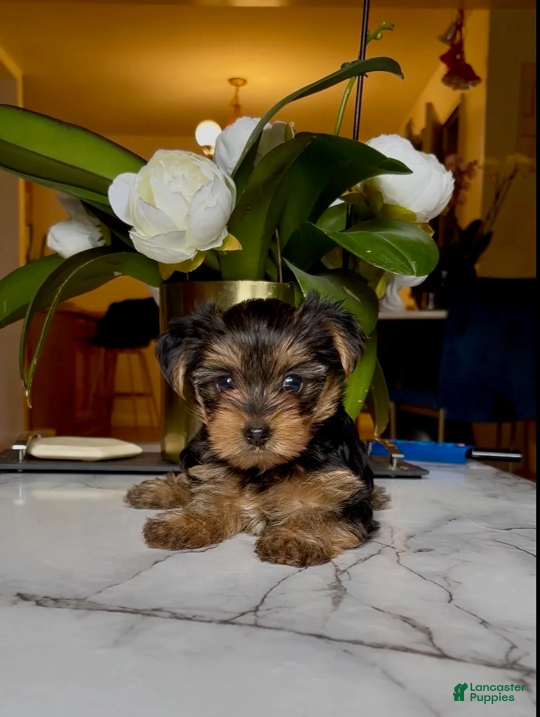 Yorkshire Terrier dogs for sale: Yorkshire Terrier Puppy 2 - Ad 6