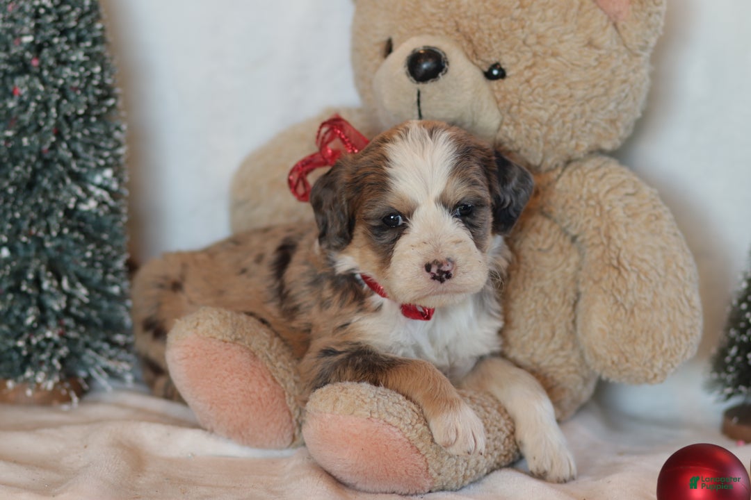 Bernedoodle dogs for sale: Whisper - Ad 6