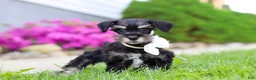 Miniature Schnauzer dogs for sale: Oliver - Ad 4