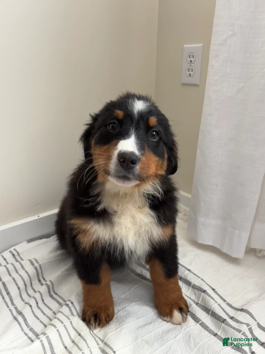 Bernese Mountain Dog dogs for sale: Sabrina - Ad 1