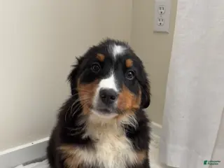 Bernese Mountain Dog dogs for sale: Sabrina - Ad 1