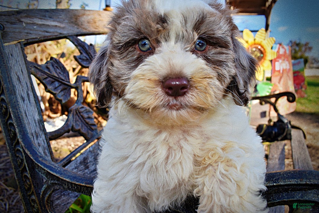 Havapoo dogs for sale: Pixie - Ad 5