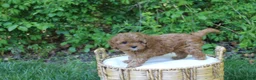 Cavapoo dogs for sale: Al - Ad 3
