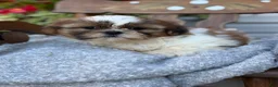 Shih Tzu dogs for sale: Sailor - Ad 11