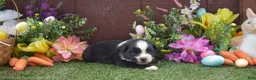 Australian Shepherd dogs for sale: Sleepy 2 brown eyes - Ad 2