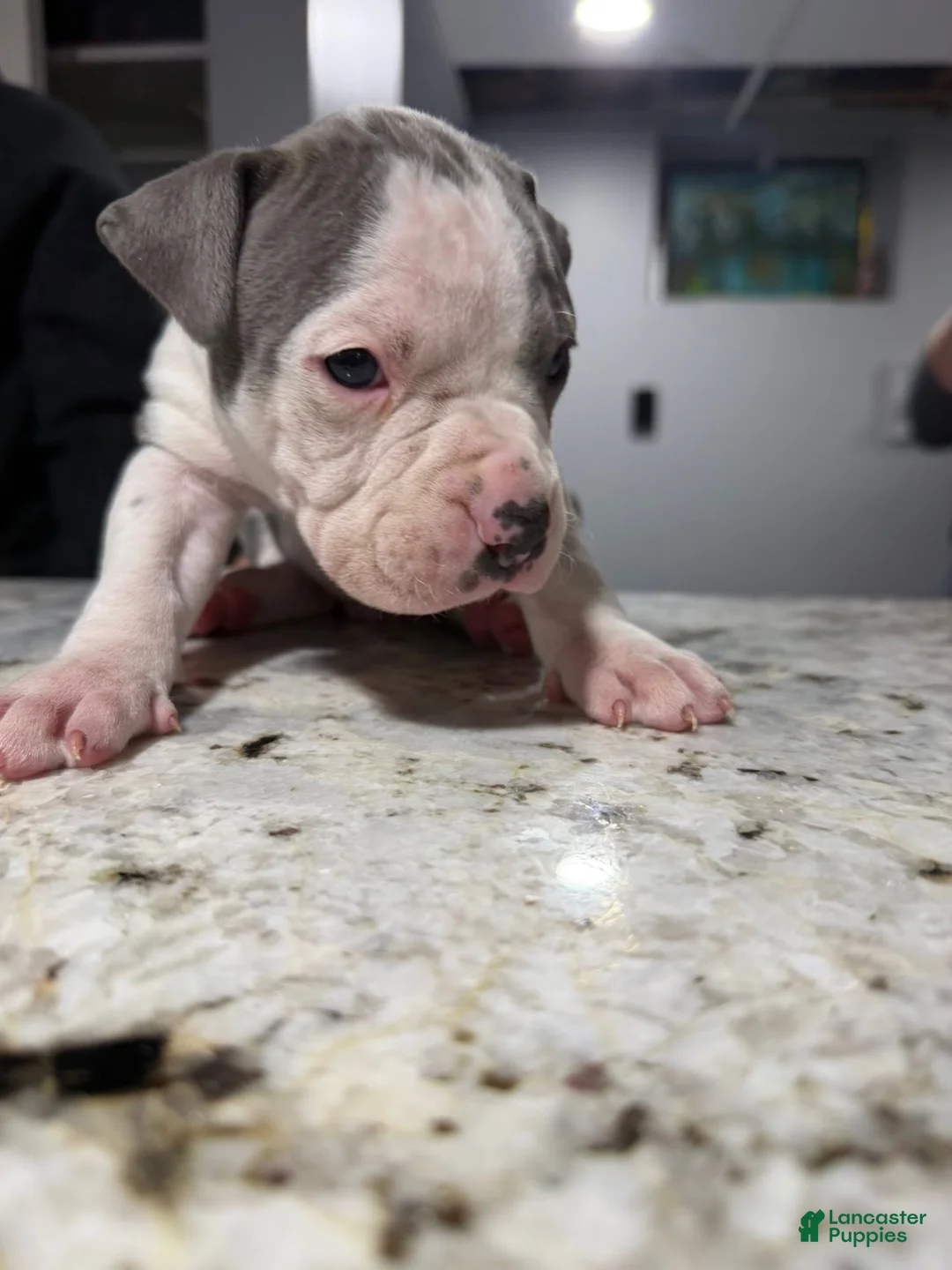 American Bully dogs for sale: American Bully Puppy 2 - Ad 1