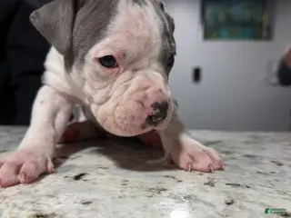 American Bully dogs American Bully Puppy 2 - Ad 37