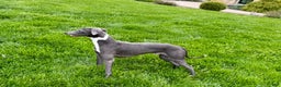 Italian Greyhound dogs for sale: Manny - Ad 10
