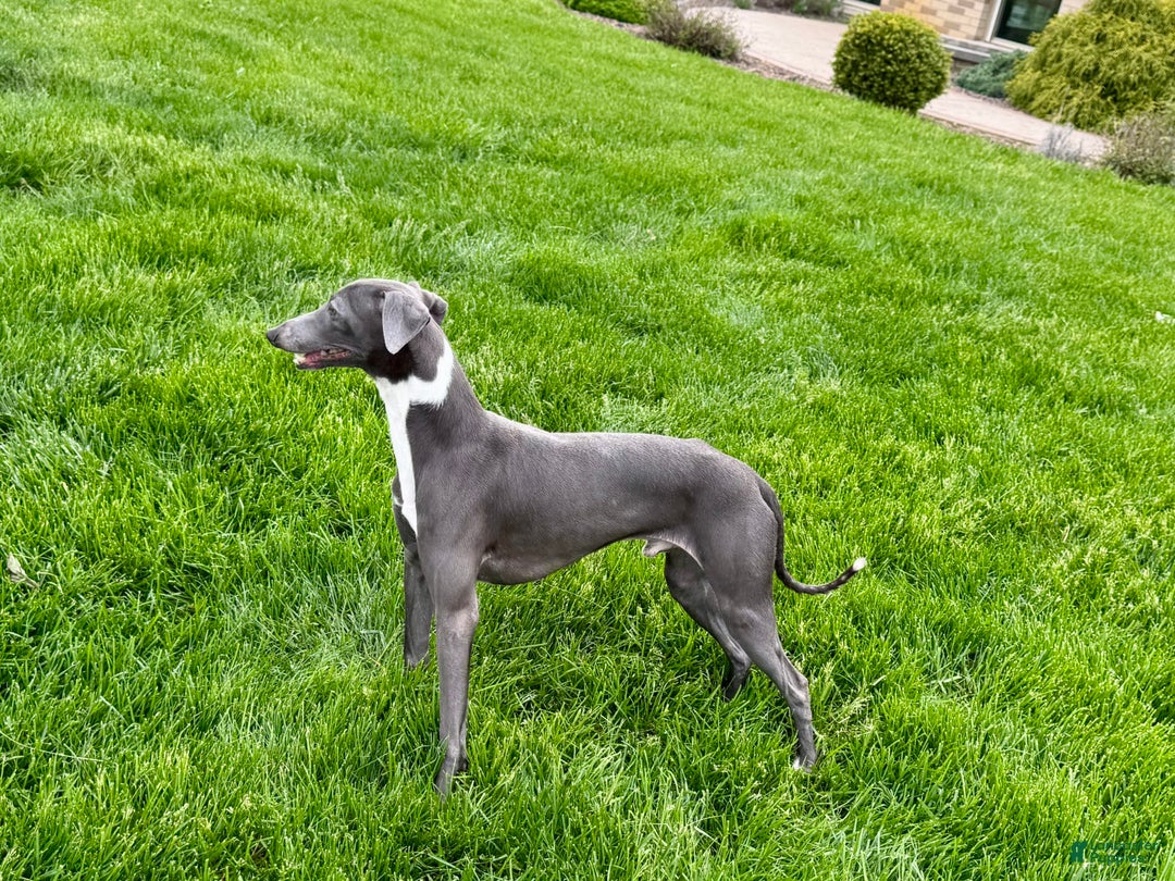 Italian Greyhound dogs for sale: Manny - Ad 10