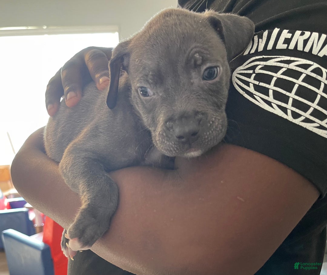 American Pit Bull Terrier dogs for sale: American Pit Bull Terrier Puppy 2 - Ad 1