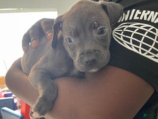 American Pit Bull Terrier dogs American Pit Bull Terrier Puppy 2 - Ad 13