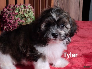 Teddy Bear dogs - Ad 36