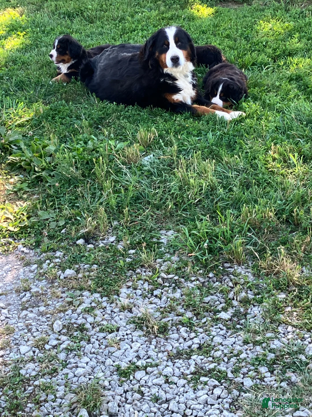 Bernese Mountain Dog dogs for sale: Blue collar- Bocephus - Ad 19