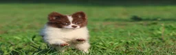 Pomeranian dogs for sale:  Milly - Ad 2