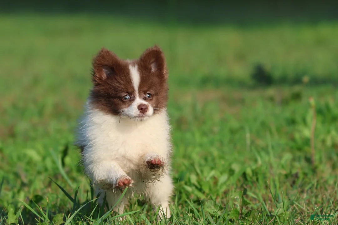 Pomeranian dogs for sale:  Milly - Ad 2