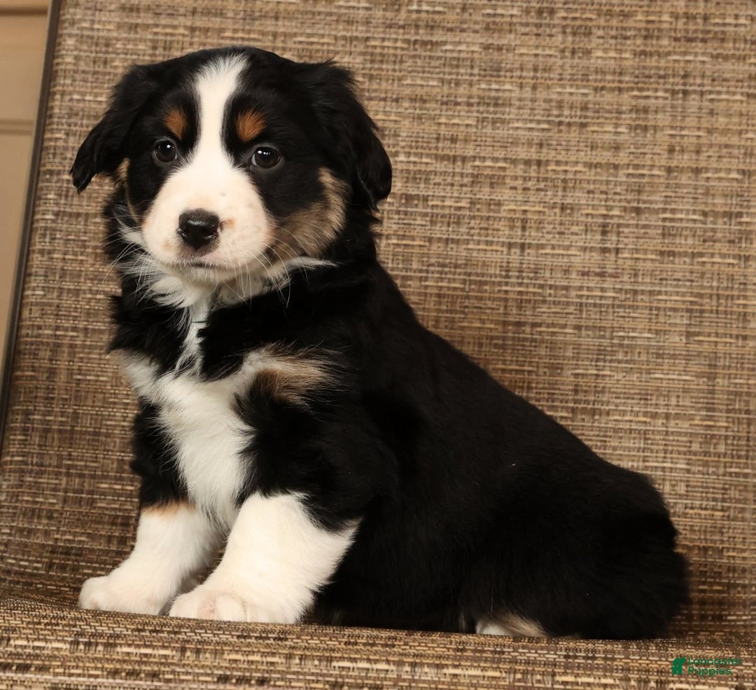 Miniature Australian Shepherd dogs for sale: Twilight - Ad 6
