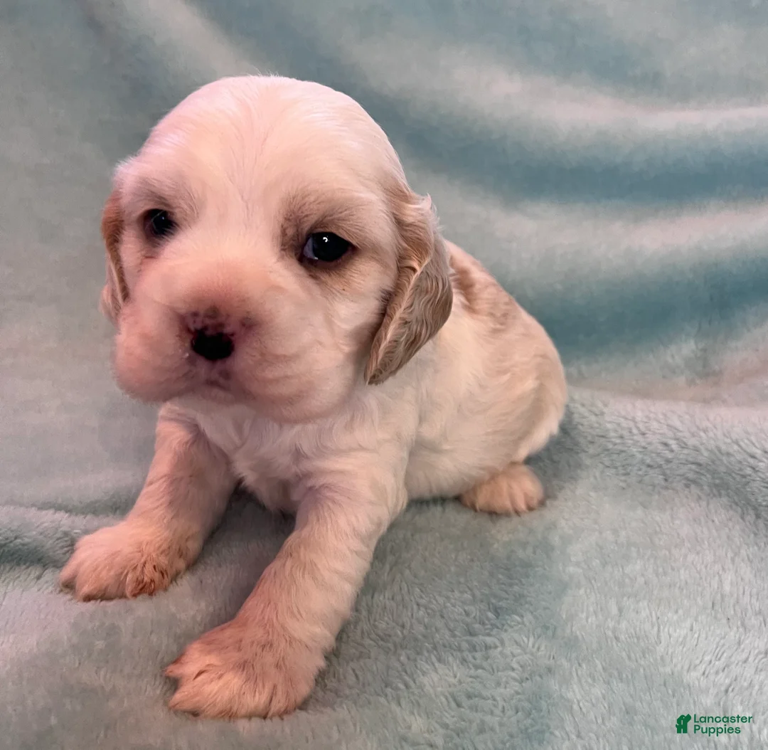 Cocker Spaniel dogs for sale: Bailey  - Ad 6