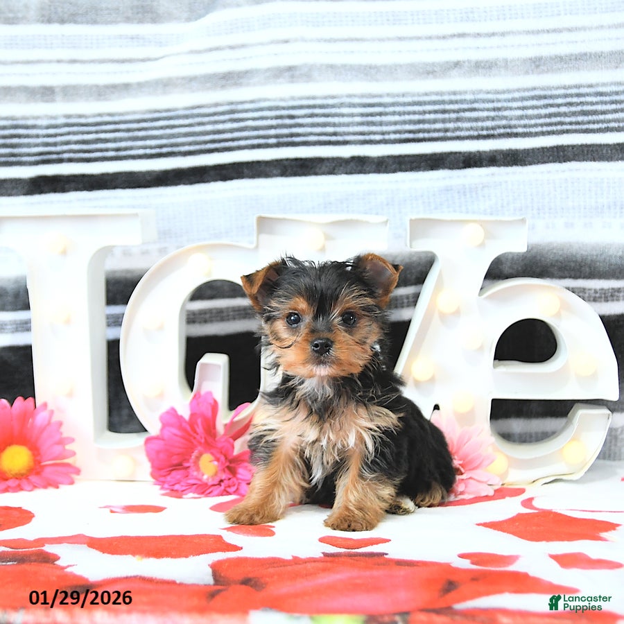 Yorkshire Terrier dogs Mason - Ad 5