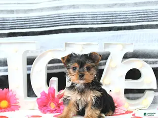 Yorkshire Terrier dogs Mason - Ad 5