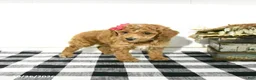 Toy Poodle dogs for sale: Sage - Ad 2
