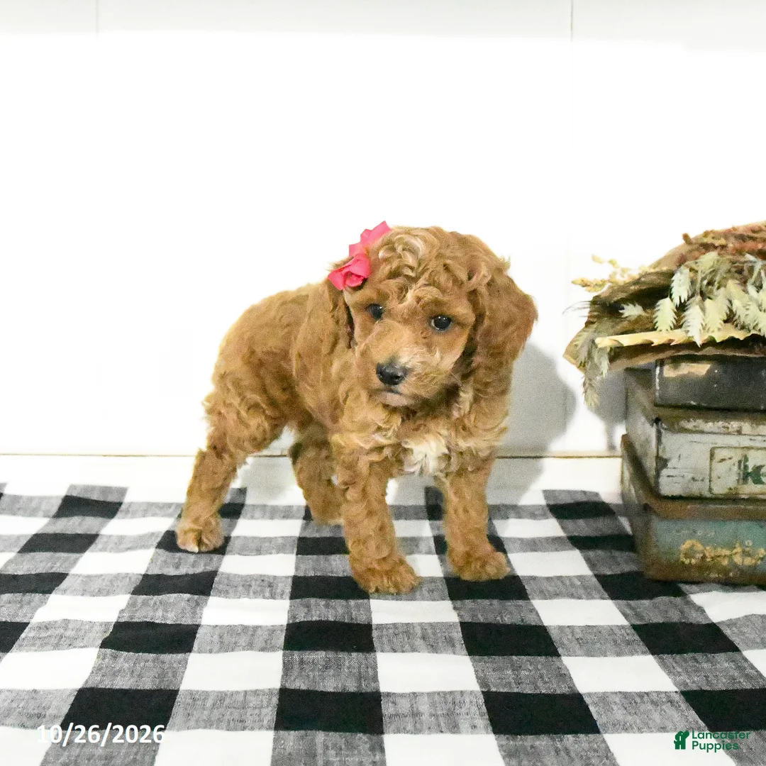 Toy Poodle dogs for sale: Sage - Ad 2