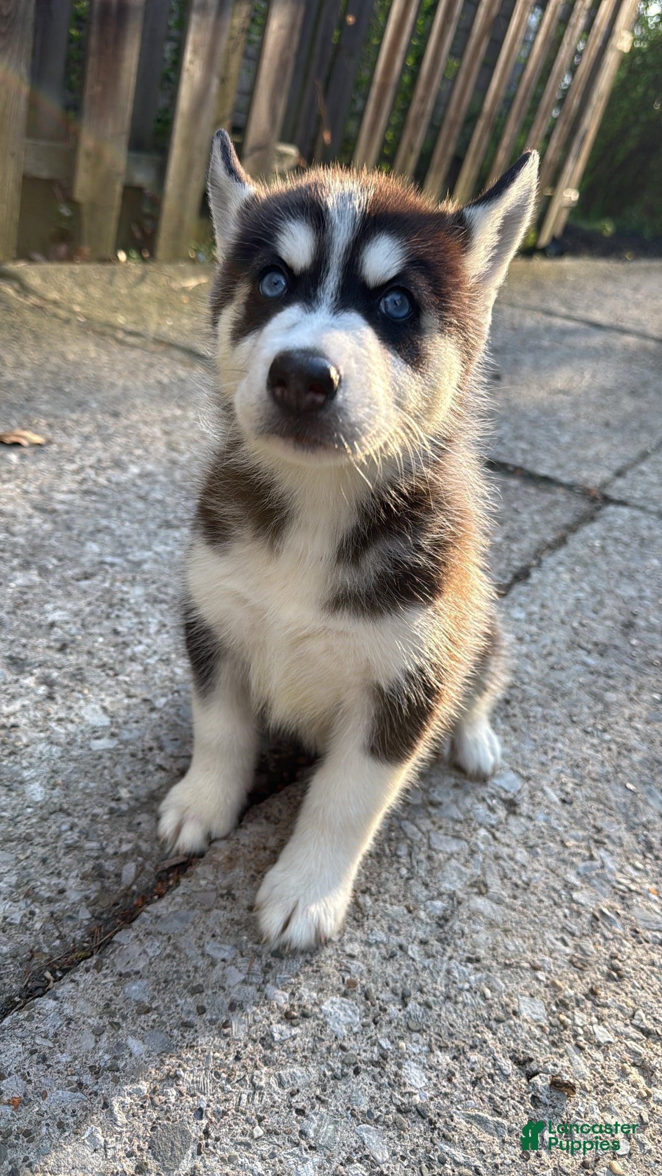 Siberian Husky dogs Nala - Ad 42