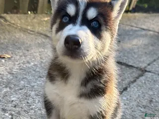 Siberian Husky dogs Nala - Ad 30