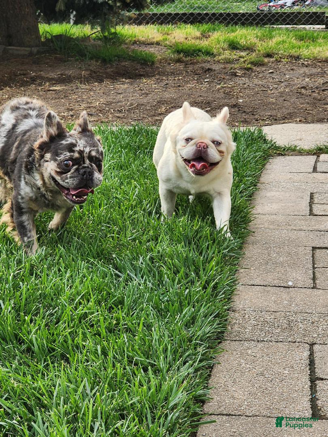 French Bulldog dogs for sale: Visual Full Fluffy Merle Frenchie Carry Pink😍🎀 - Ad 5