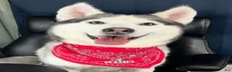 Siberian Husky dogs for sale: Princess Nyla - Ad 15