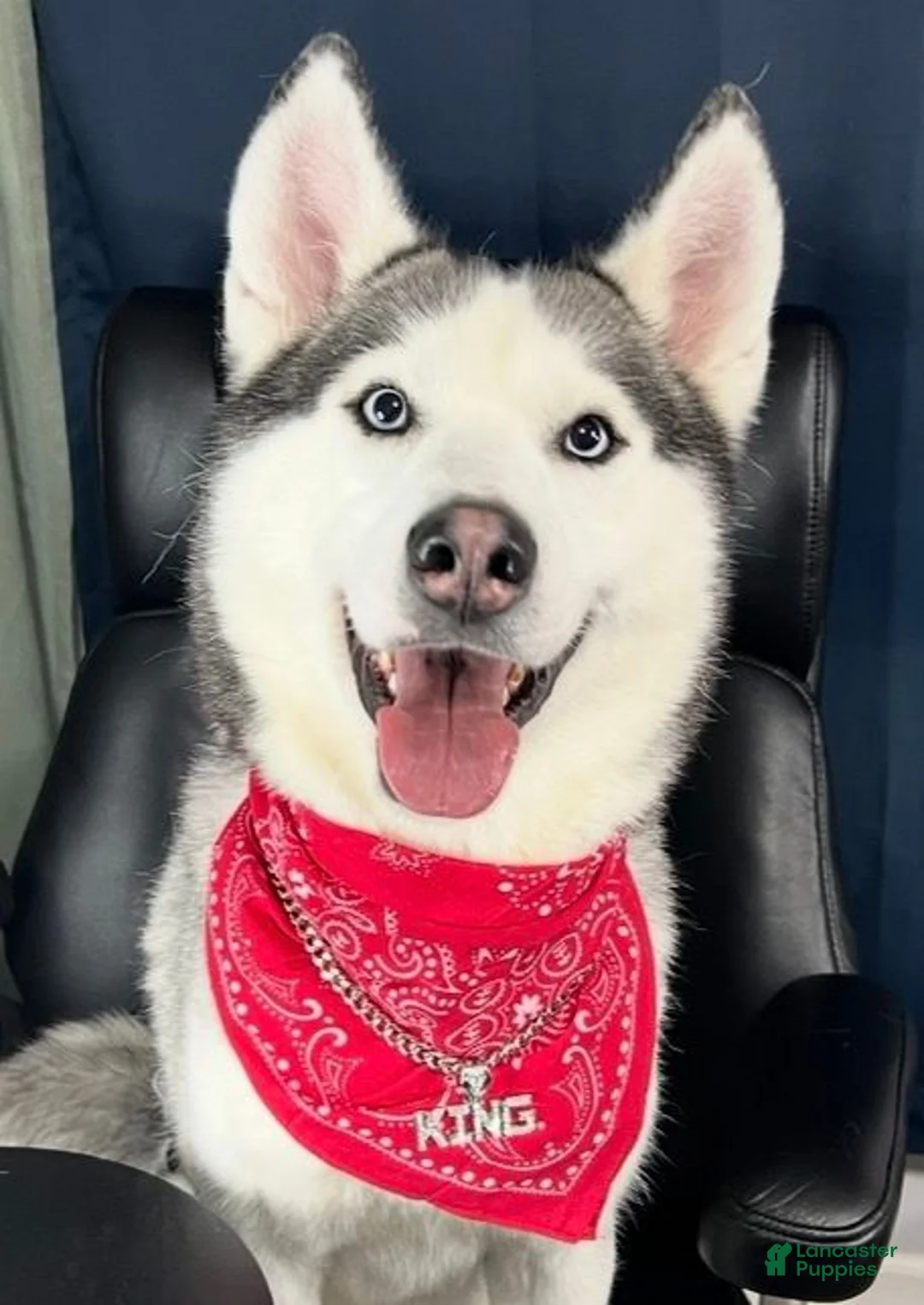Siberian Husky dogs for sale: Princess Nyla - Ad 15
