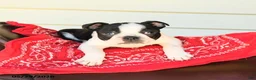 Boston Terrier dogs for sale: Sharie - Ad 3