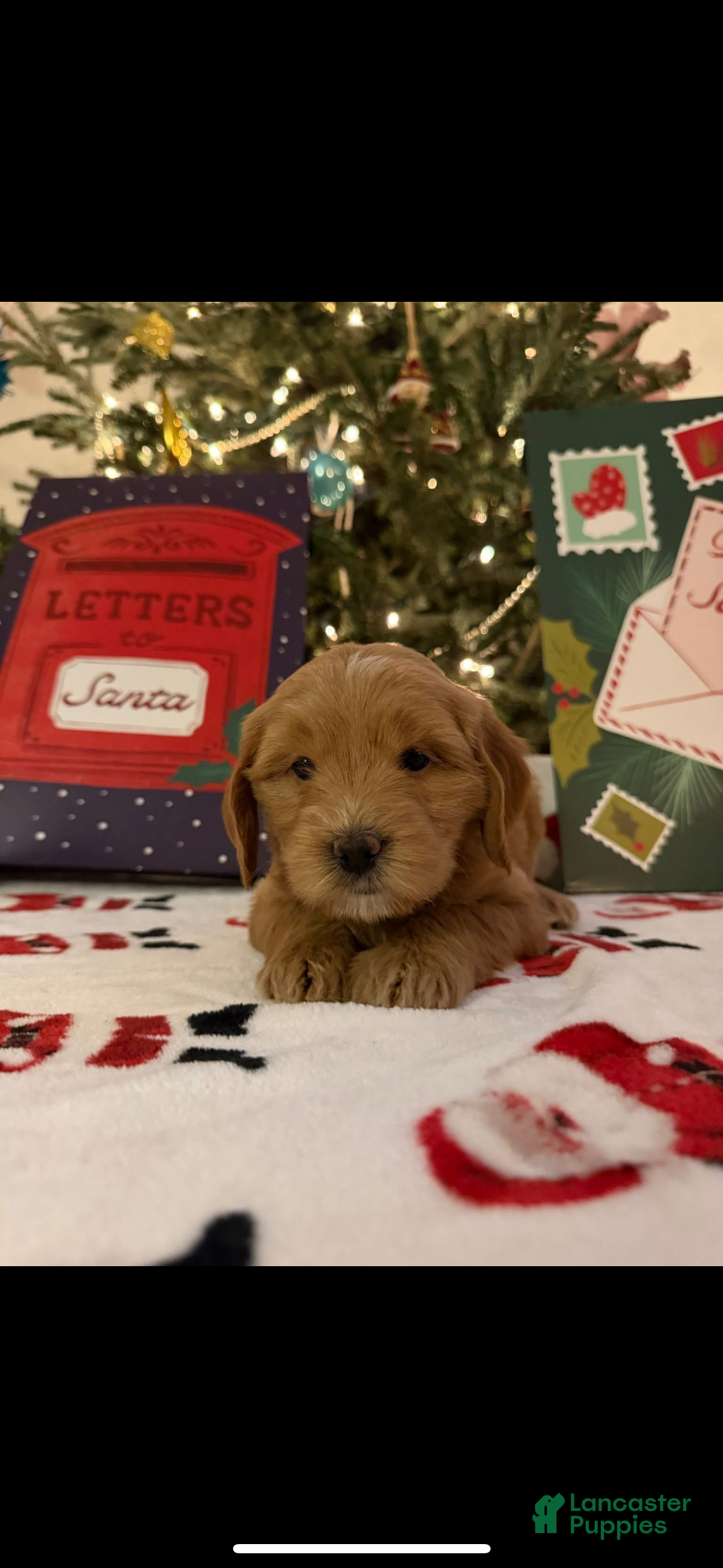 Mini Goldendoodle dogs Tilly - Ad 16