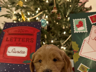 Mini Goldendoodle dogs Tilly - Ad 16